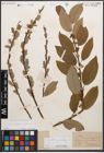 Foto von Salix caprea L. x Salix nigricans Sm.